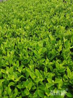 高度35厘米小叶栀子