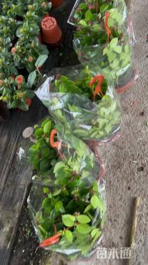 高度30厘米吊兰