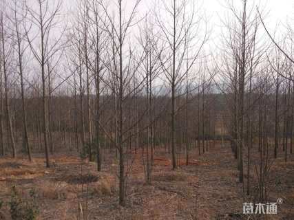 5公分北美鹅掌楸