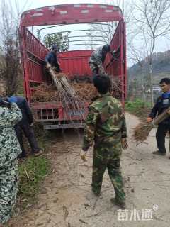 高度100厘米杜仲小苗