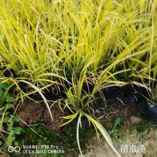 高度20厘米黄菖蒲