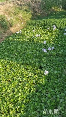 高度20厘米水葫芦