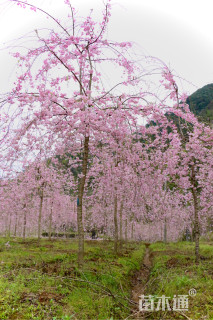 8公分垂枝樱花