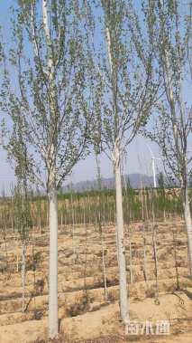 10公分新疆杨