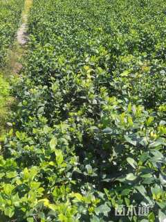 高度50厘米大叶栀子