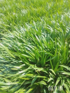 高度45厘米鸢尾