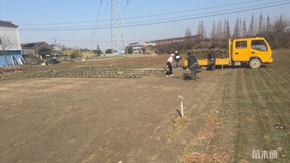 高度2厘米姬岩垂草