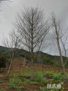 30公分银杏