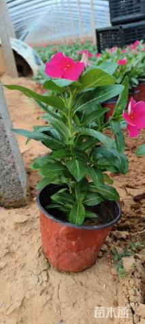 高度20厘米长春花