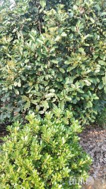 高度320厘米中华石楠
