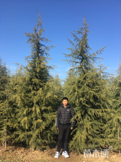 原生苗北非雪松