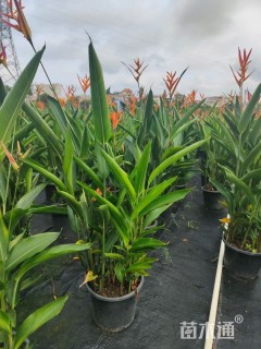 高度100厘米红赫鸟蕉
