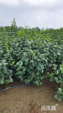 高度100厘米丁香