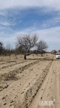 20公分造型山杏