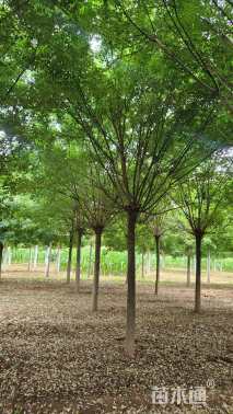 13公分国槐