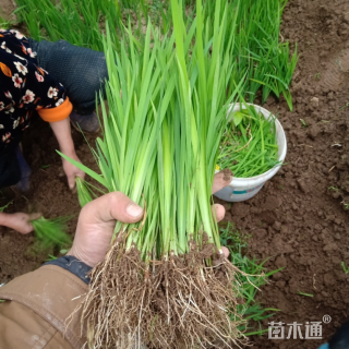 高度20厘米鸢尾