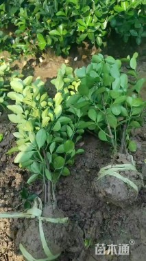 高度35厘米大叶黄杨