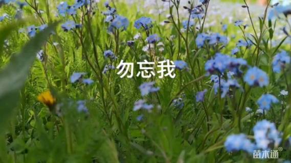 勿忘草种子勿忘草种子