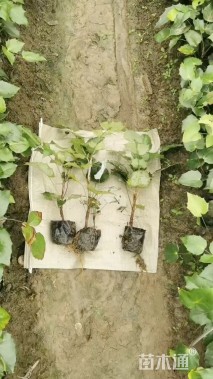 高度40厘米阔叶十大功劳