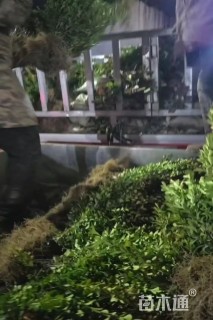 高度40厘米瓜子黄杨