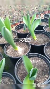 高度20厘米大花葱