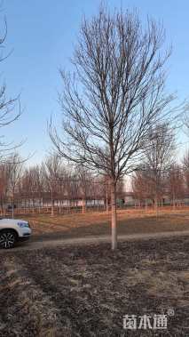 16公分美国红枫