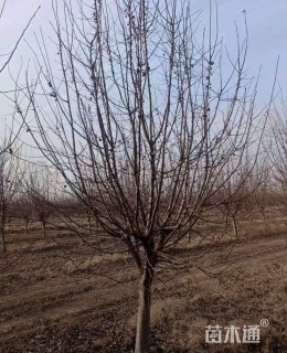 12公分北美海棠