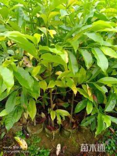 0.7公分乐昌含笑