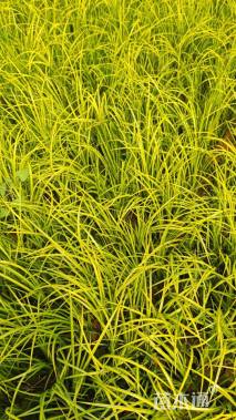 高度20厘米金线菖蒲