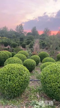 高度20厘米小叶黄杨