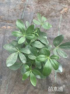 高度15厘米鸭脚木