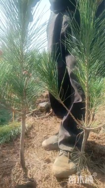 高度50厘米黑松