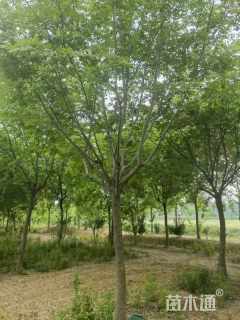 15公分朴树15公分