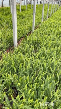 高度40厘米蜈蚣草