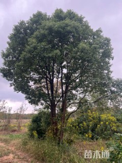 80公分丛生香樟