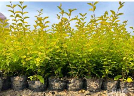 毛球亮晶女贞小苗