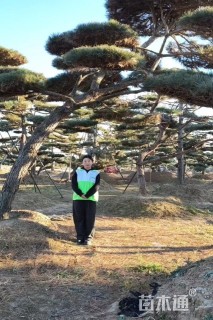 20公分造型景观松