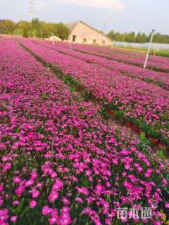 高度15厘米欧石竹