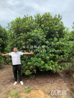 15公分杨梅
