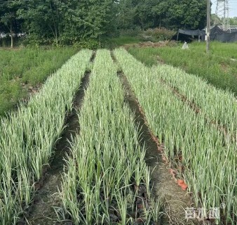 高度35厘米花叶玉蝉