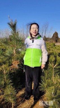 高度60厘米油松