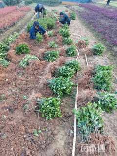 高度30厘米大叶栀子