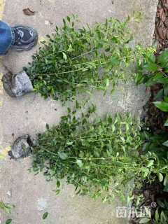 高度40厘米金禾女贞