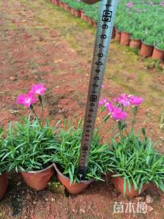 高度10厘米欧石竹