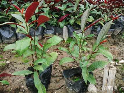 高度25厘米红背桂