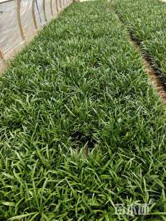 高度25厘米兰花