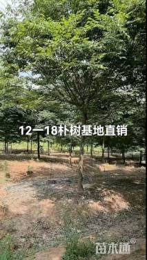 15公分朴树