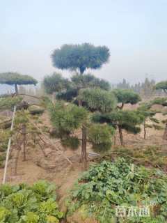 15公分造型黑松