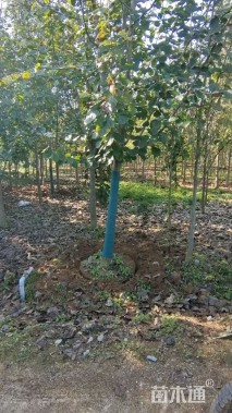 10公分娇红一号