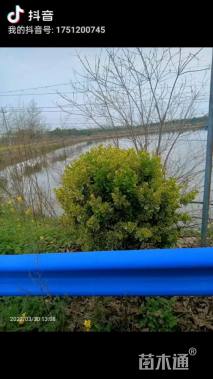 高度20厘米花叶美人蕉